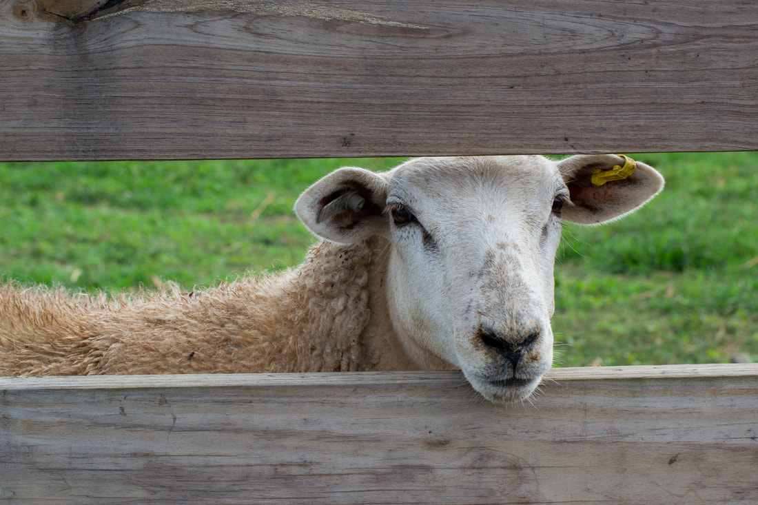 texel/katahdin cross sheep behind fence
