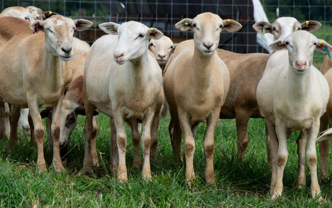 flock of katahdin sheep