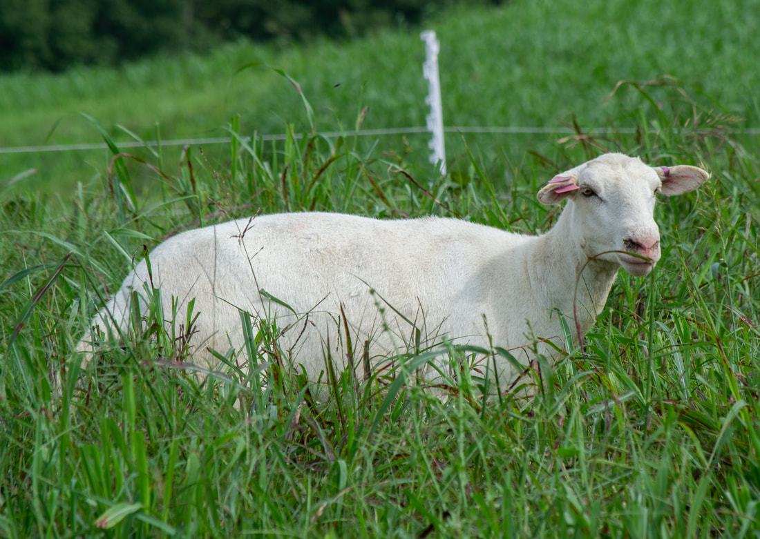katahdin sheep in pasture