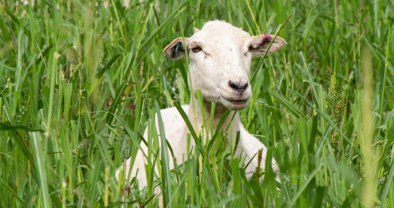 katahdin sheep hiding in grass
