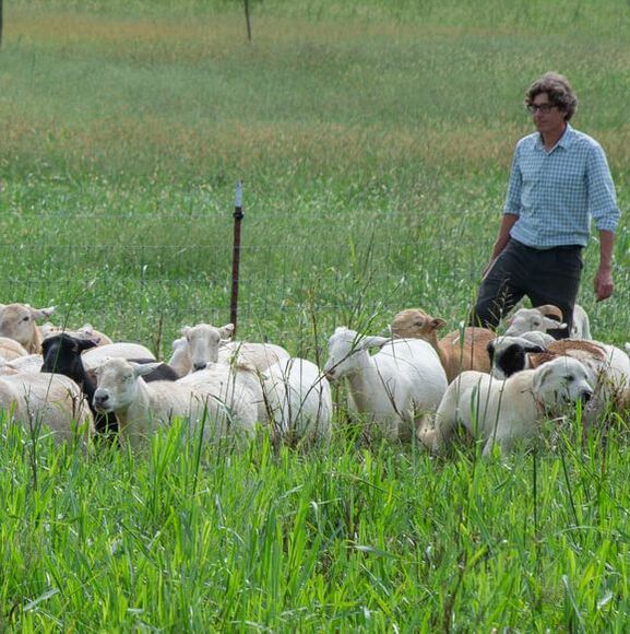 shepherd working his sheep