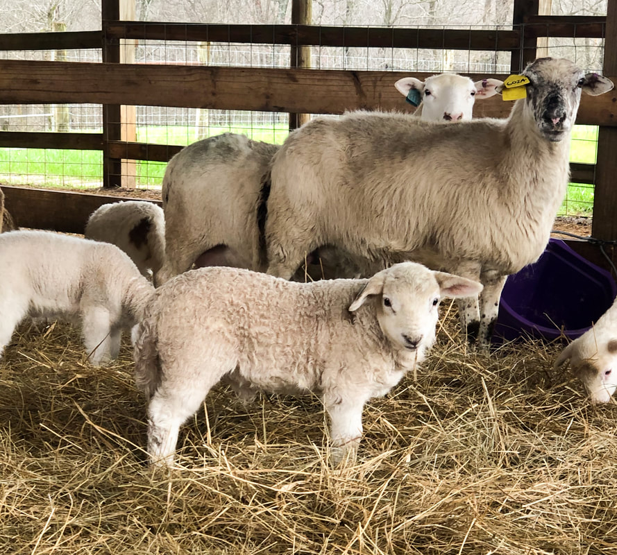 adorable texel lamb alongside mother